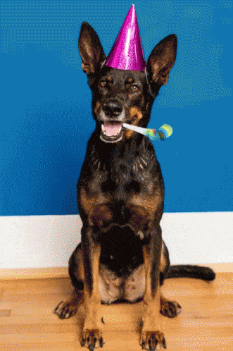 GIF gratulace k jmeninám party pes. 
