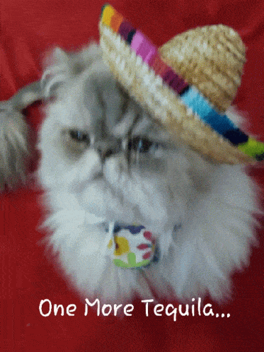 GIF gratulace k jmeninám perská kočka s party kloboučkem. 