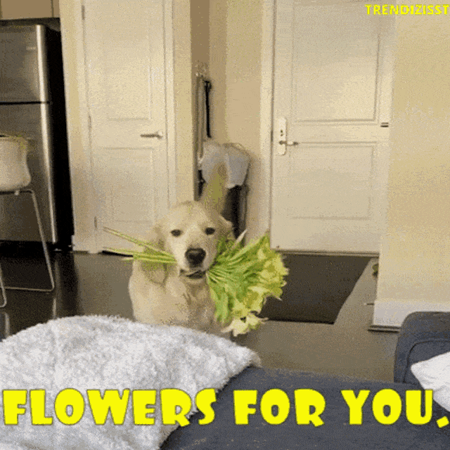 GIF blahopřání k jmeninám pes s kytkami. 