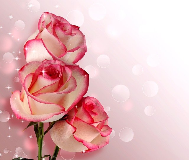 Přáníčko k svátku s růžovými růžemi.