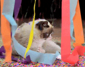 GIF přání k svátku kočka s konfetami. 