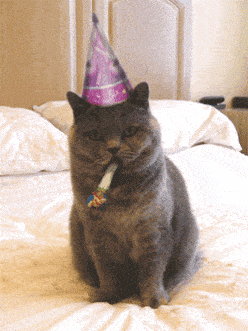 GIF blahopřání k svátku party kočka. 