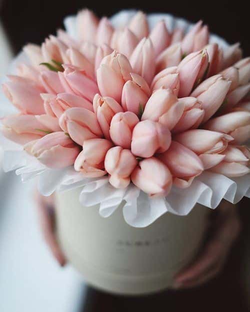 Bílá dárková krabice s růžovými tulipány. 