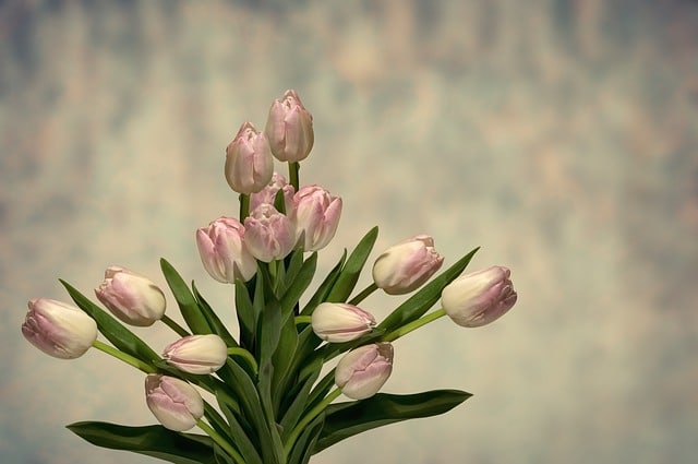Přání k svátku s krásnou kyticí tulipánů.