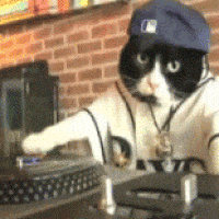 GIF přání k jmeninám s kočkou hrající hudbu.