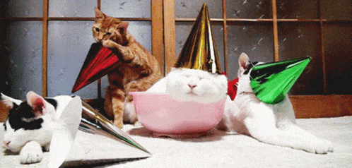 GIF přání k svátku kočičí oslava. 