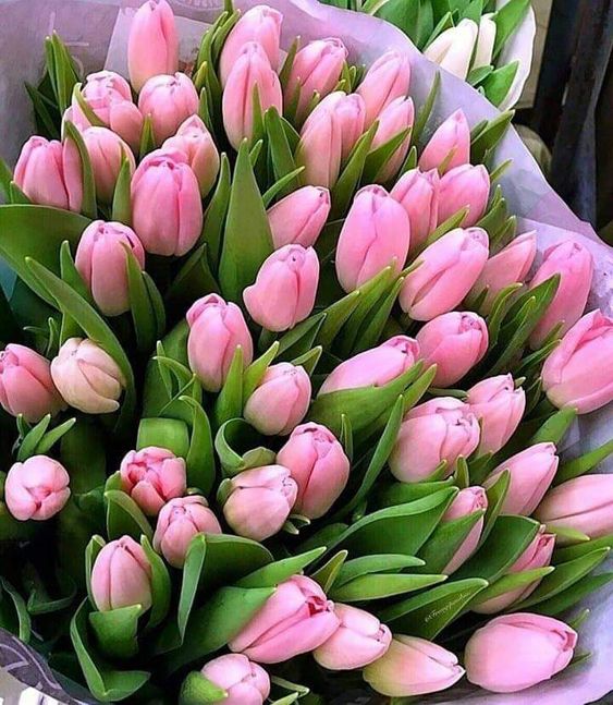 Kytice růžových tulipánů ke svátku. 