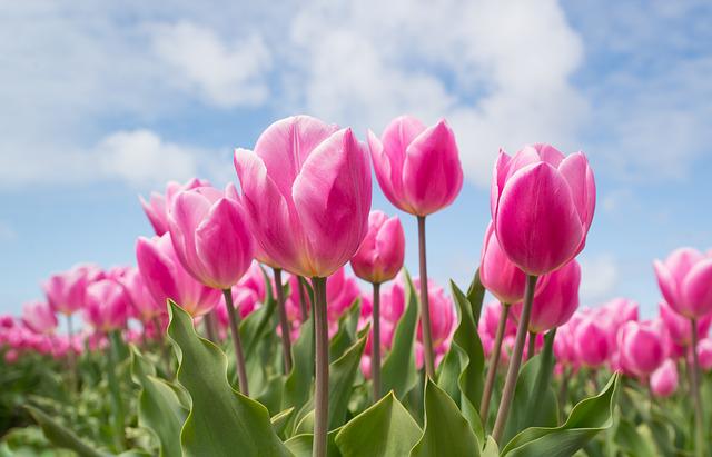 Přání k svátku s růžovými tulipány.