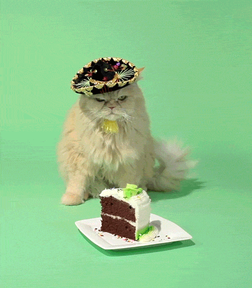 GIF přání k jmeninám kočka s dortem. 