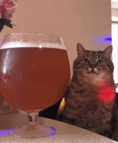 GIF blahopřání k jmeninám kočka s velkým drinkem. 
