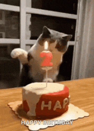 GIF přání k svátku s kočkou a dortem.