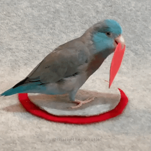GIF přáníčko k svátku s papouškem držící srdce.