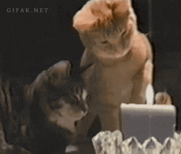 GIF přání k svátku kočky s dortem a svíčkou. 
