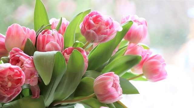 Přáníčko k svátku pro Miladu s tulipány.