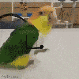 GIF přáníčko k svátku s natěšeným papouškem.