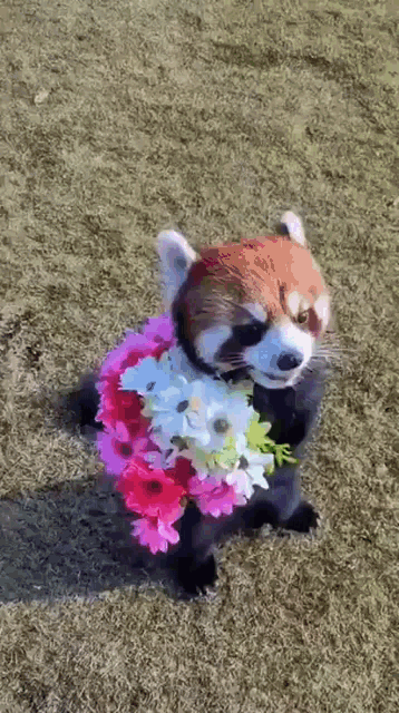 GIF přáníčko k svátku s pandou nesoucí kytici.
