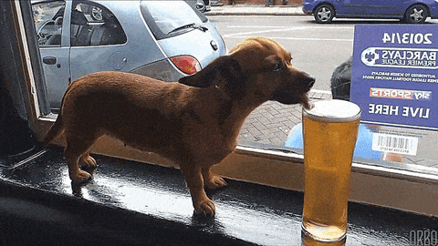 GIF přání k svátku pes olizuje pivní pěnu.