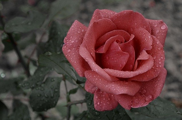 Přání k svátku s krásnou červenou růží.