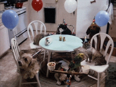GIF přání k jmeninám oslava domácích mazlíčků.