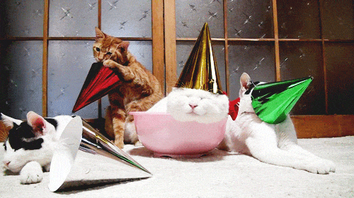 GIF přání k svátku kočky s party čepicí. 