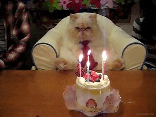 GIF blahopřání k svátku perská kočka s dortem. 
