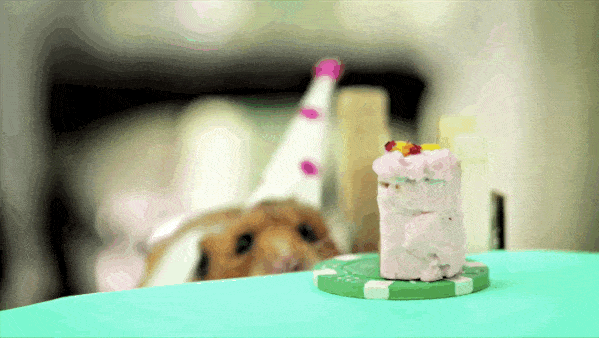 GIF přání k jmeninám křeček s dortem a party čepičkou.