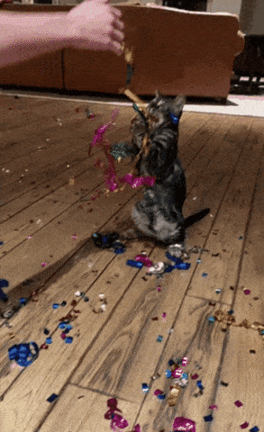 GIF blahopřání k svátku kotě s konfetami. 
