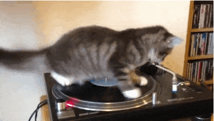 GIF přání k svátku koťátko na gramofonu. 