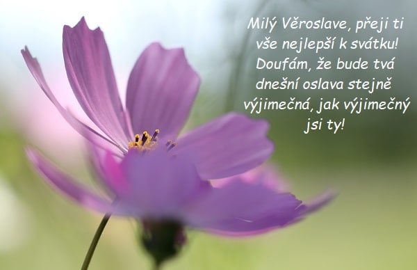 Přání k svátku Věroslavovi na pozadí fialové květiny v přírodě.