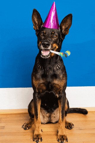 GIF přání k svátku party pes s čepicí na hlavě. 