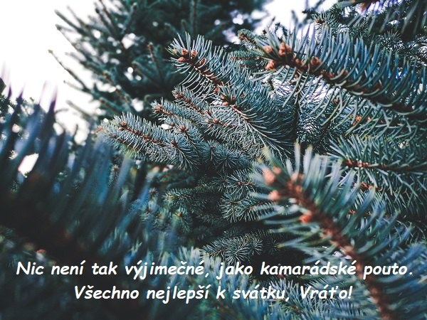 Přání k svátku Vratislavovi na pozadí větviček jehličnatého stromu. 