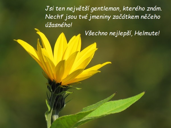 Žlutá květina se špičatými okvětními lístky a přáním k svátku Helmutovi.