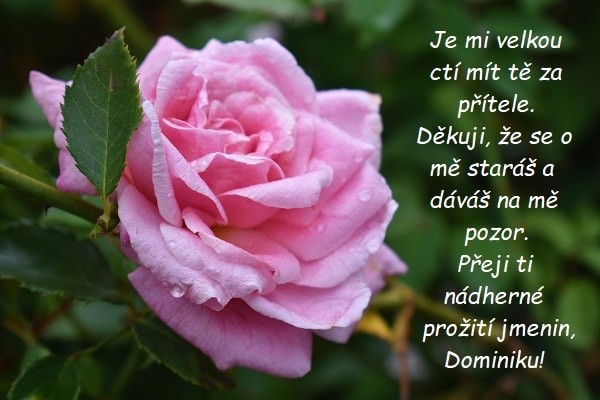 Přání nádherných jmenin Dominikovi na pozadí detailu na orosený květ růžové růže.