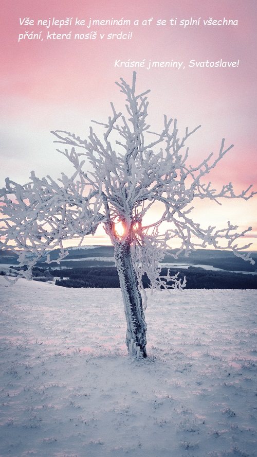 Blahopřání k svátku Svatoslavovi na pozadí zasněženého stromu při zapadajícím slunci. 