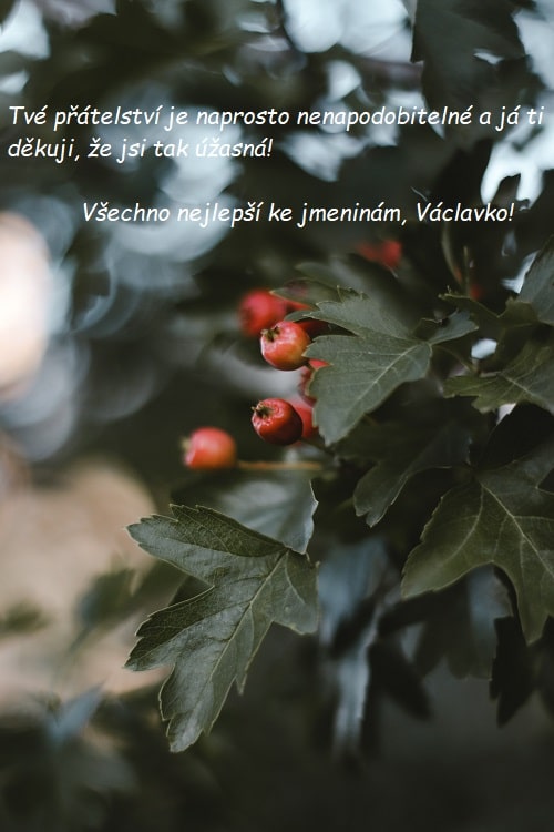 Přání k svátku Václavě na pozadí zeleného listnatého keře s červenými bobulemi. 