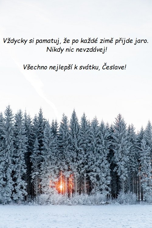 Přání k svátku Česlavovi na pozadí zasněženého lesa s paprsky slunce mezi stromy.