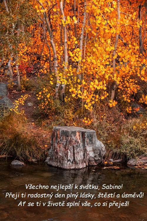 Přání k svátku Sabině na pozadí kmene stromu na břehu řeky v podzimně zbarveném lese. 