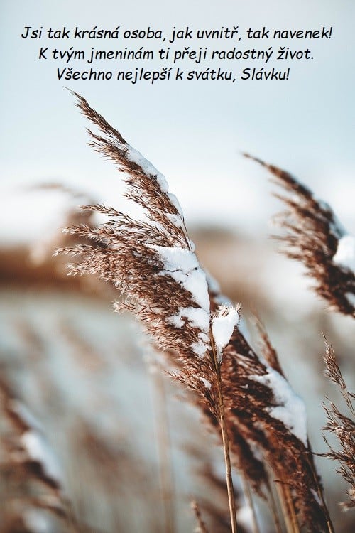 Detail luční trávy posypané sněhem s přáním k svátku pro Slávka.