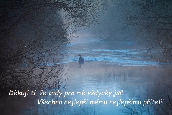 Plující labuť na řece při soumraku s přáníčkem k svátku pro Dobromila.