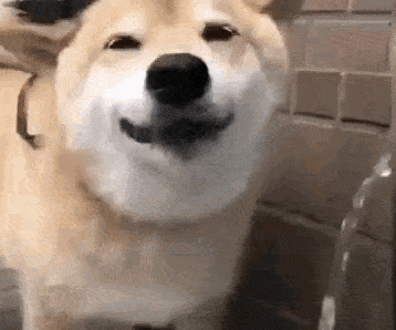 GIF přání k jmeninám s usmívajícím se psem.
