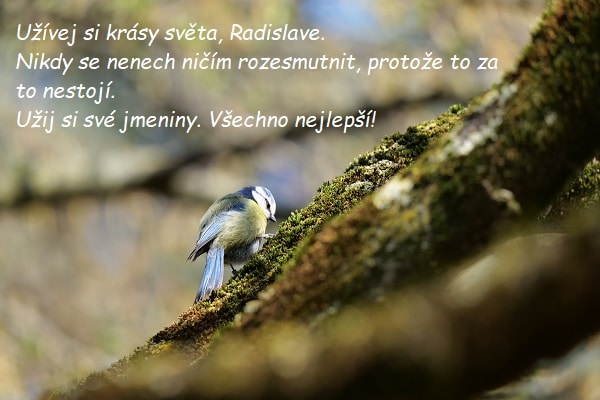 Ptáček sedící na mechu v lese s blahopřáním ke jmeninám Radislavovi.