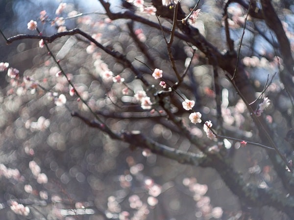 Detail na květy poseté větve višně.