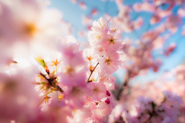 Detail na rozkvetlé květy třešní. 