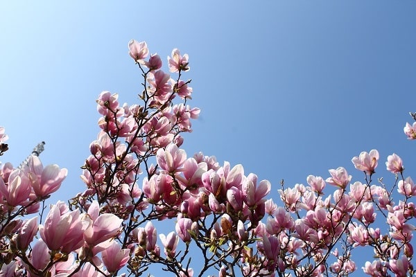 Rozkvetlý růžový strom pod modrou oblohou.