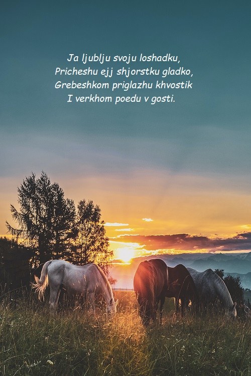Ruská básnička o koni na pozadí fotografie pasoucích se koní na louce při západu slunce.