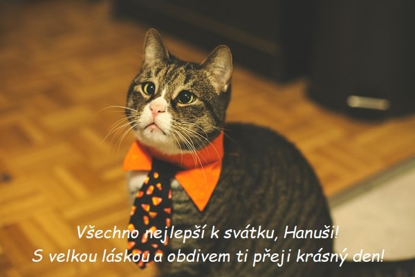 Přání k svátku Pro Hanuše na pozadí sedící kočky s límečkem a kravatou.