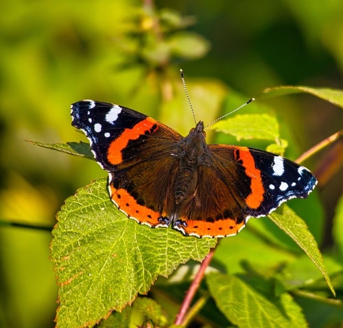 Vanessa Atalanta, Babočka Admirál, motýl sedící na listu.