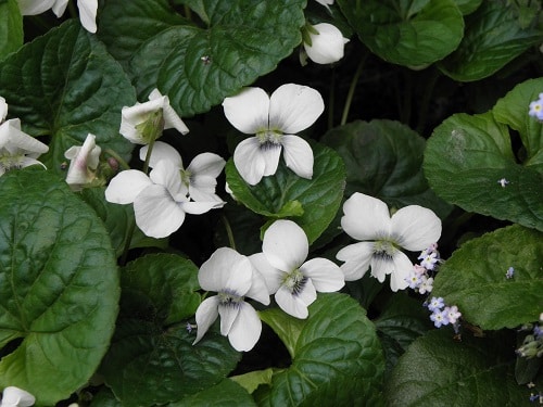 Fotografie rostliny Violky bílé – Violy alby.