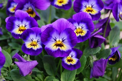 Květiny druhu Violka rohatá – Viola cornuta.