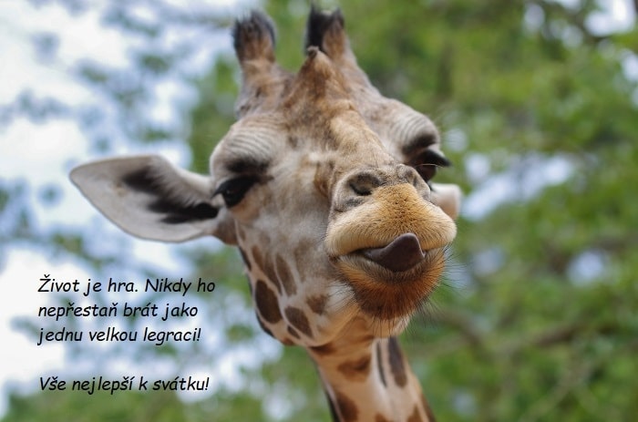 Hlava žirafy vyplazující jazyk.